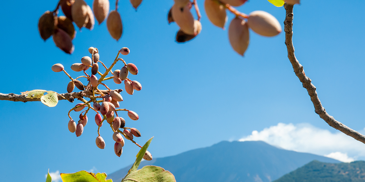 Progetto Clean Pistachio: in Sicilia si lavora per un prodotto eco-friendly